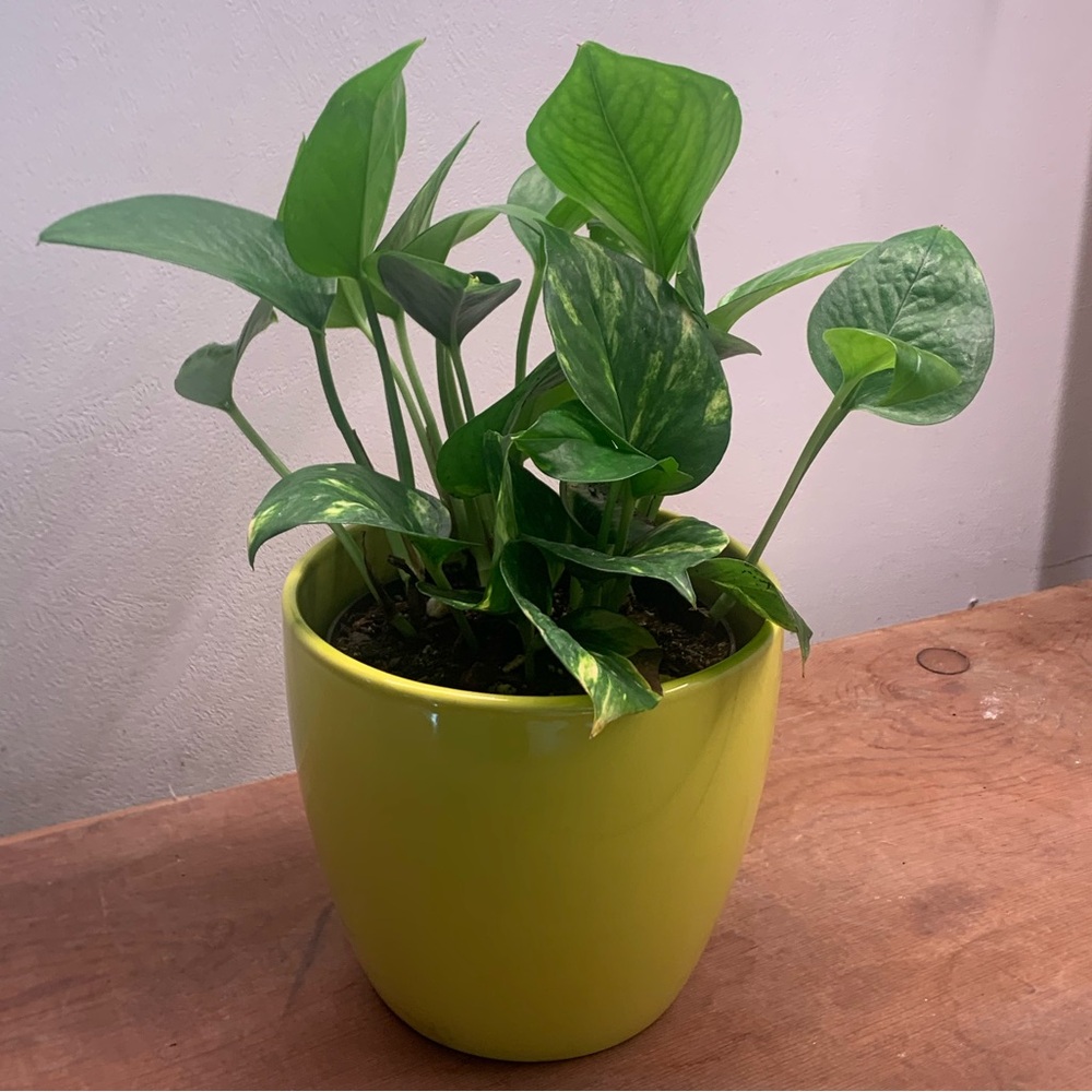 Yellow Ceramic Plant Pot with a Modern Design